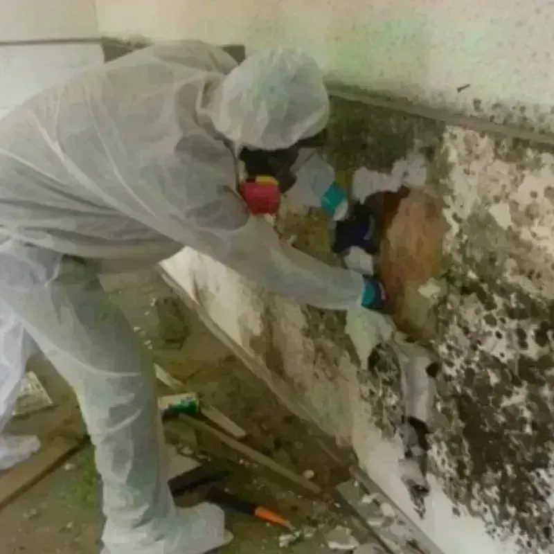 Mold Remediation and Removal in Willacy County, TX